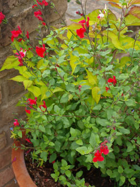 Salvia roja de calibre fino y su cultivar rojo-blanco Hot Lips