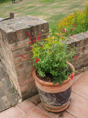 Salvia roja de calibre fino y su cultivar rojo-blanco Hot Lips