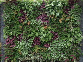 Living Wall at Chelsea 2011