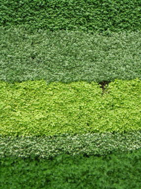 Living wall of saltroy i Chelsea 2011