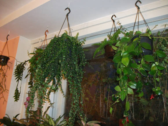 Plants in suspensions by the window