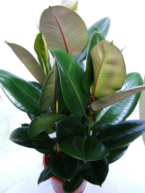 Ficus rubbery - indoor long-liver