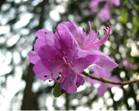 Rododendro dauricum (Rhododendron dauricum)