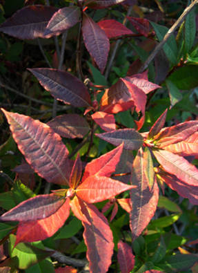Rhododendron vaseyi Album en otoño