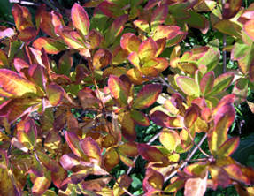 Rhododendron arborescens (Rhododendron arborescens) en otoño