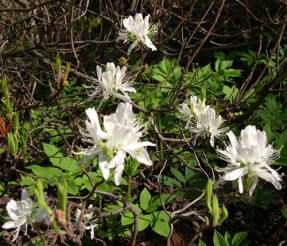 Rhododendron canadense (Rhododendron canadense) Albiflorum