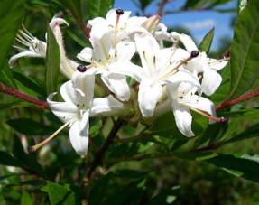 Rododendro viscosum