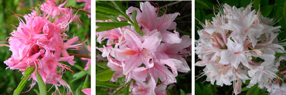 Rododendro rosado (Rhododendron roseum), variedad de colores de flores