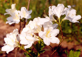ألبوم Rhododendron الياباني الناعم (Rhododendron molle ssp.japonicum)