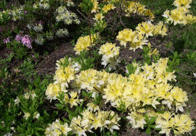 জাপানি নরম রডোডেনড্রন (Rhododendron molle ssp.japonicum) Aureum