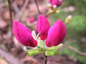 Rhododendron albrecht (Rhododendron albrechtii)