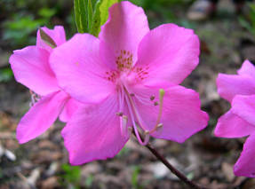 Rhododendron albrecht (Rhododendron albrechtii)