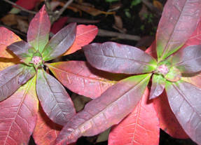 Rhododendron vaseyi (Rhododendron vaseyi) en otoño