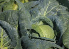 Zöld pázsit mezőgazdasági termékekkel "Ecostyle"