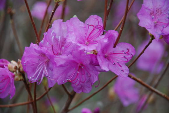 Daurische rododendron
