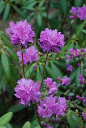 Rhododendron sihotinsky