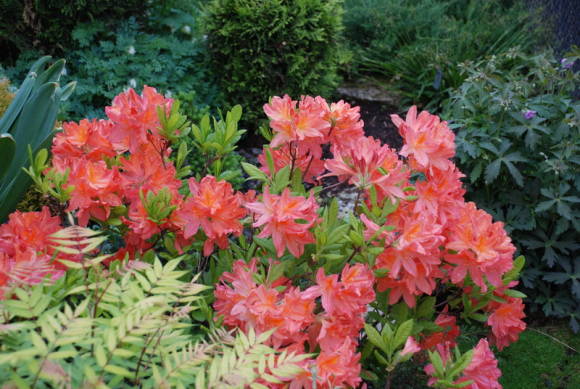 Japanese rhododendron