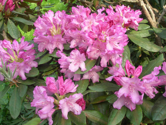 Rododendron Smirnov