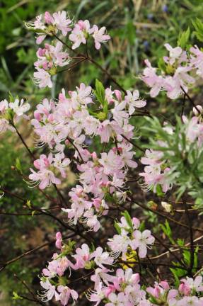 Rhododendron Vasey