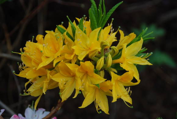 Rhododendron yellow