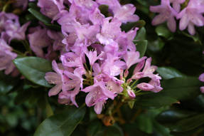 Rhododendron Katevba Boursault