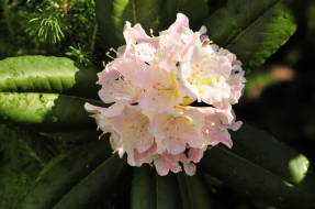 Rododendro de fruit curt