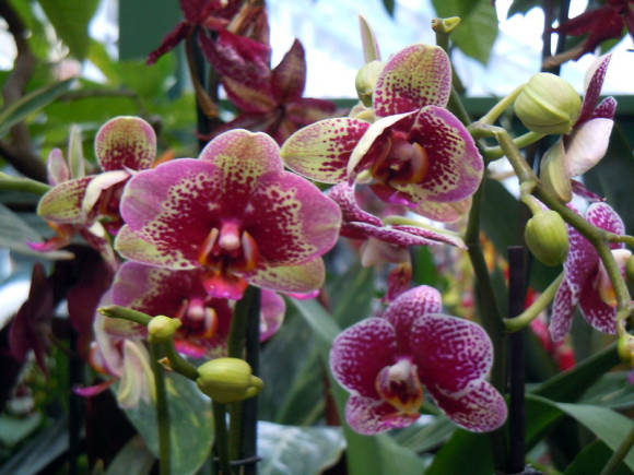 Híbrid Phalaenopsis