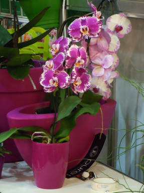 Híbrid Phalaenopsis
