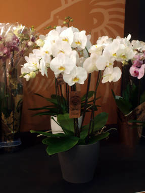 Híbrido de Phalaenopsis