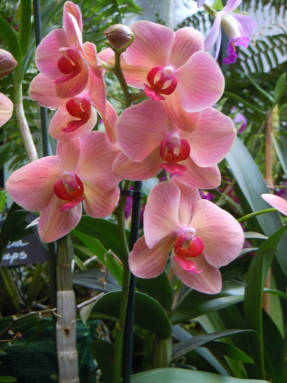 Phalaenopsis hybridi