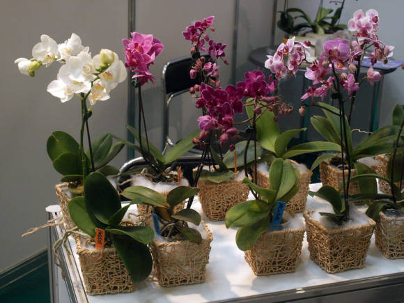 Cómo cuidar la orquídea phalaenopsis.