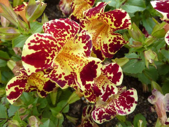 Mimulus hybrid: growing in the garden