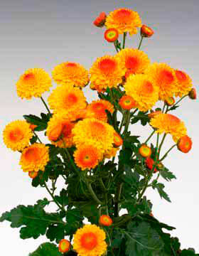 Chrysanthemum Bright Eye