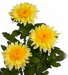Chrysanthemum Eleonora Yellow