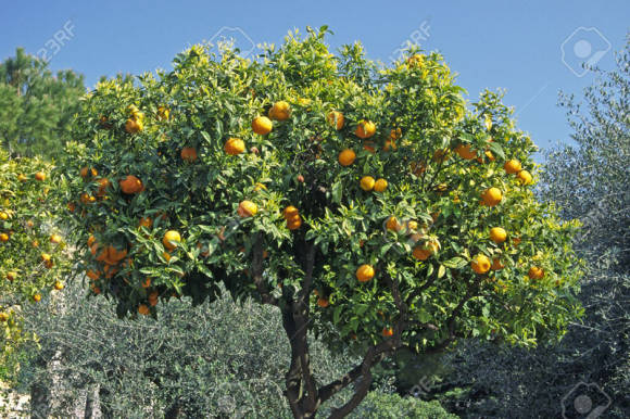Orange tree in Italy