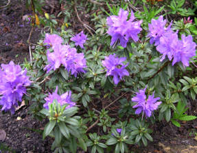 Rhododendron tett (Rhododendron impeditum) Luisella