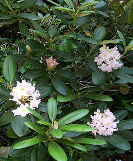 Rododendro de frutos cortos (Rhododendron brachycarpum)