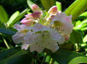 Rhododendron kortvruchtig (Rhododendron brachycarpum)