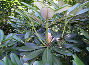 Rhododendron kortfrukt (Rhododendron brachycarpum)