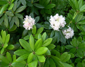 Short-fruited rhododendron Fori