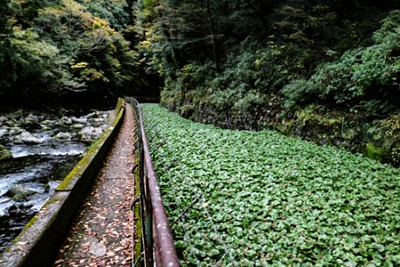 Plantación de wasabi en Japón