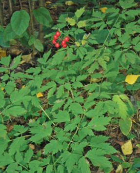 Cuervo rojo: una planta de los bosques del Lejano Oriente y Siberia.