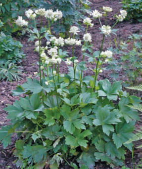 Astrantia large blooms in July-August for 35-50 days