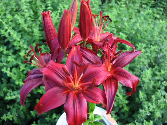 Lily South Night (aasialaiset hybridit)
