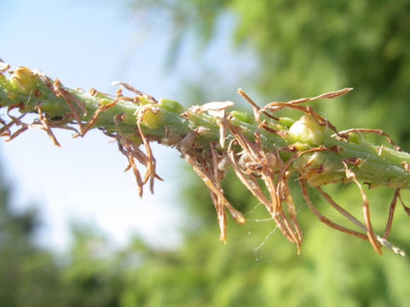Kuusen verson neulojen osittainen pureminen sahakärpäsen toukkien toimesta ja niiden kuivuminen vaurioiden vuoksi