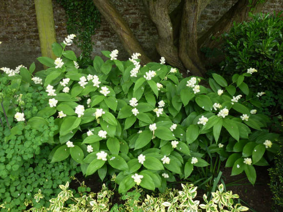 Minerale borstel (Maianthemum racemosum), of smilacina racemosa (Smilacina racemosa)