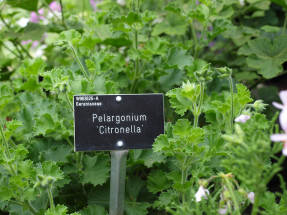 Citronela fragante de Pelargonium