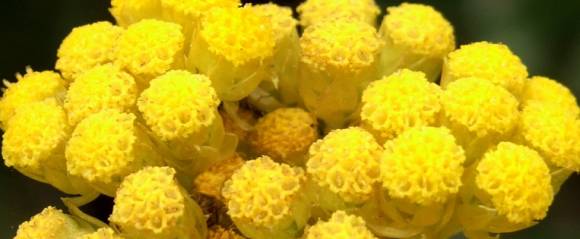 Immortelle Italian - a spicy plant with a curry scent