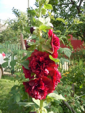 Rosa común (Alcea rosea)