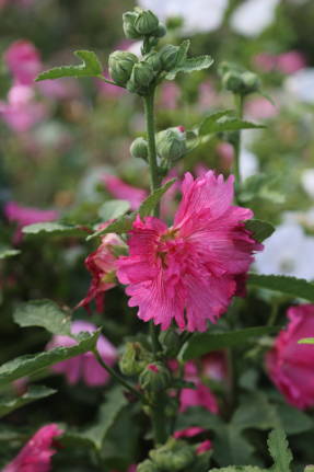 Stock-rose roze Zomercarnaval